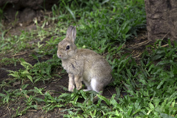 Naklejka na ściany i meble bunny rabbit eating grass in the garden