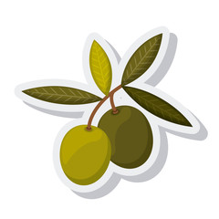 olive oil grains isolated icon vector illustration design