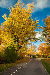 Naklejka premium beautiful road in the autumn park