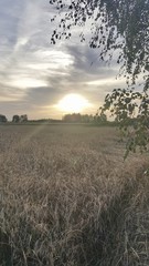zboża, zachód słońca © michalsen