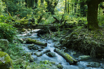 mountain river rapids Caucasus blue water green forest