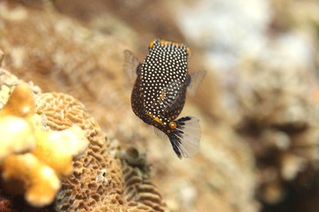 box fish swimming near reef 5