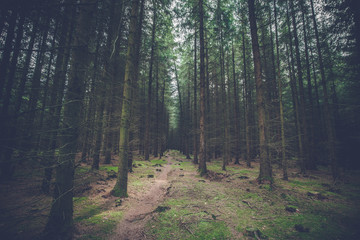 Dark pine forest with tall trees