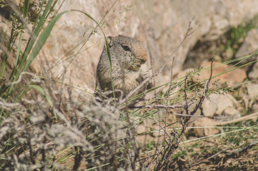 Uinta Ground Squirrel eating grass