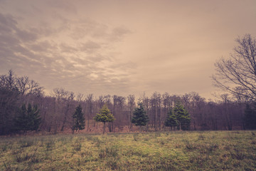 Fototapeta na wymiar Autumn scenery with pine trees