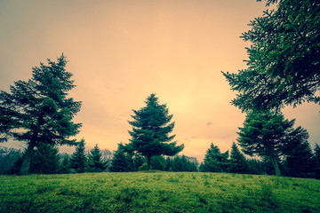 Obraz premium Tall pine trees on a green field