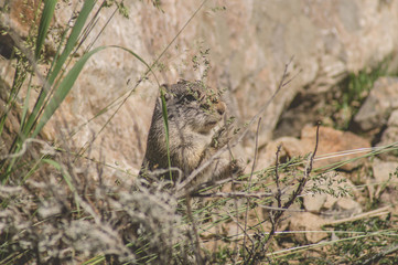 Uinta Ground Squirrel eating