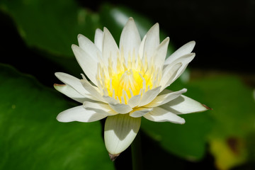 white lotus 