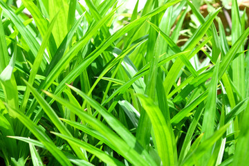 Pandanus Palm or Pandanus Amaryllifolius