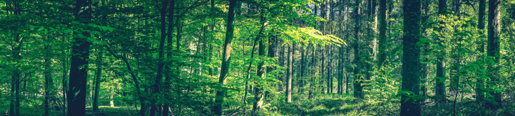 Tall trees in a green forest