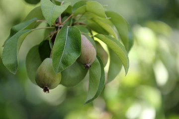 Pears on tree branch 