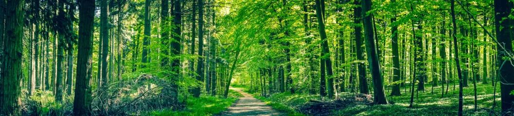 Foto op Canvas Groene bomen bij een bospad © Polarpx