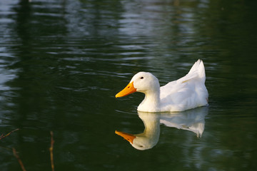 Lonely white duck floats in a pond in a summer sunny day. Poultry