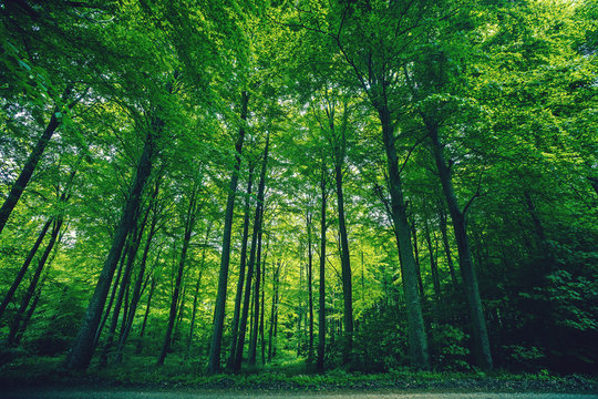 Tall green trees in a forest