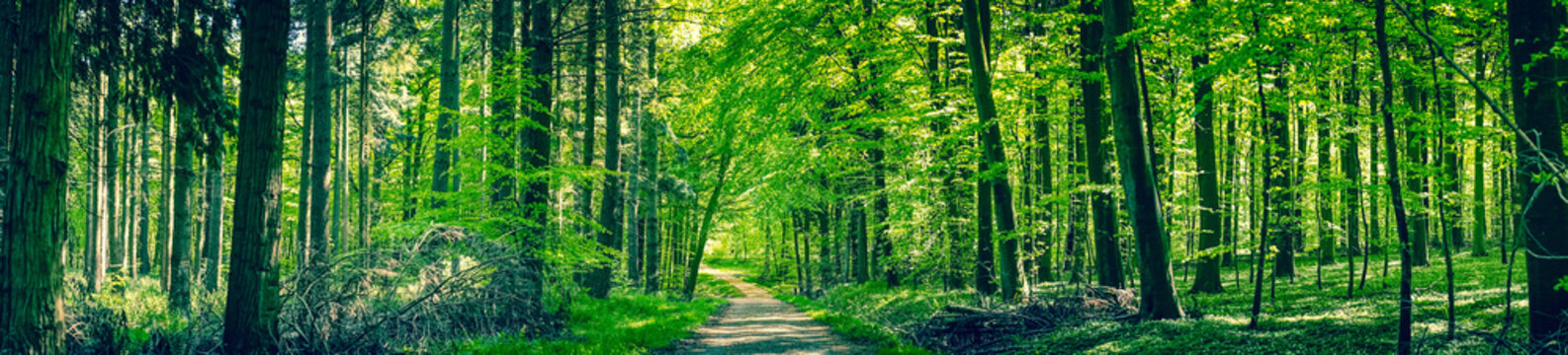 Fototapeta Zielone drzewa leśną ścieżką