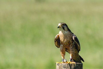 Small falcon on a wooden log