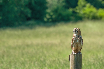 Horned owl sitting on a wooden post
