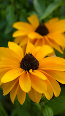 Yellow rudbeckia flowers on grean background with leaves