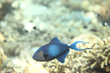Fototapeta na wymiar redtoothed triggerfish swimming
