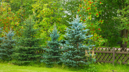 Background with green leaf trees, evergreen trees and rowan.
