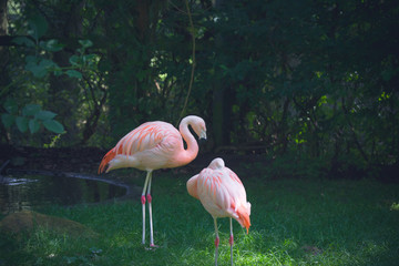 Two flamingos in a jungle