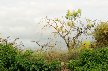 plants with cloudy sky before the storm