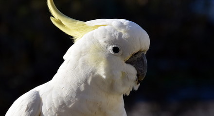 Yellow-crested Cockatoo eating grass (Sydney, NSW, Australia)