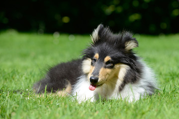 british collie lying on meadow and puts tongue out