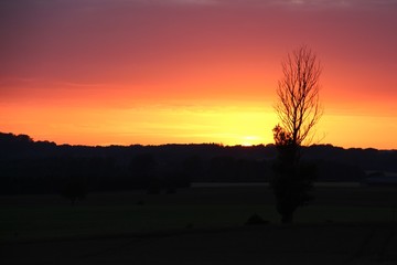 Wood in silhouette at sunset in lovely colors