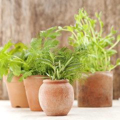 herbs in small terracotta pots
