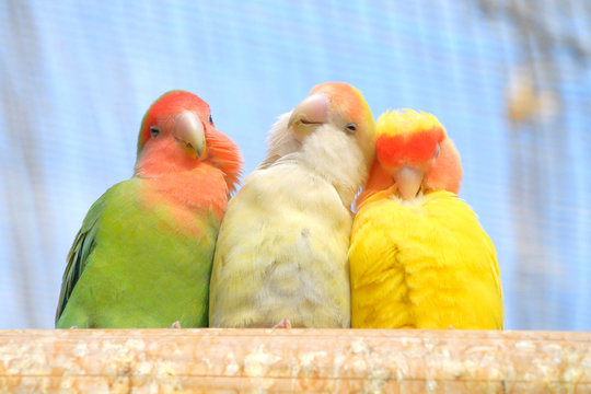 53 481 最適な インコ 画像 ストック写真 ベクター Adobe Stock
