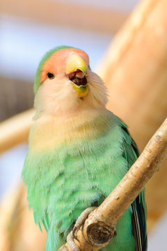 インコ