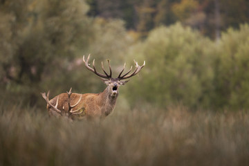 cerf brame cervidé chasse mammifère sauvage reproduction péri