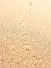 Sand with bird or seagull footprints. Beach background.