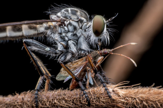 Robber fly catching fly