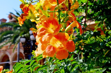 ノウゼンカズラの花