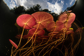 Lily Pads Underwater in Pond