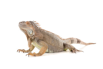 Iguana