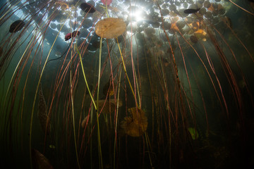 Canopy of Lily Pads in New England Pond