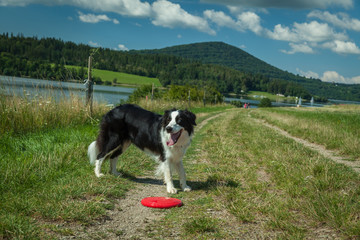 Border Collie dog on the shore of a lake playing with a frisbee