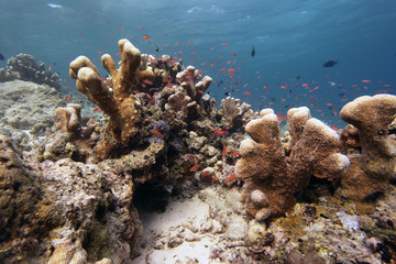 podwodny świat - rafa koralowa - obrazy, fototapety, plakaty