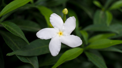 Obraz na płótnie Canvas White Gardenia Blooming