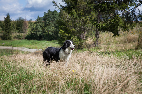 Border Collie dog on the shore of a lake playing with a frisbee