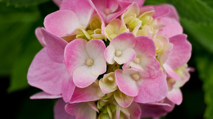 Fototapeta na wymiar Pink Hydrangea Flower Blooming