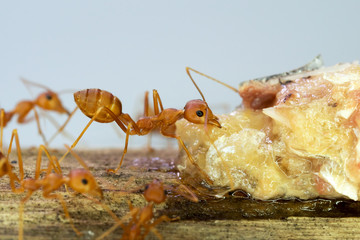 Ants at work teamwork concept