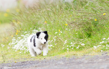 Small Border Collie puppy on a farm