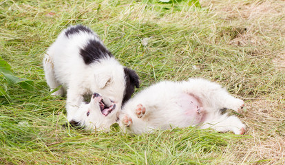 Two playful Border Collie puppies