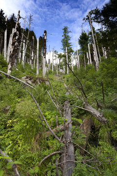 Bannwald im Naturschutzgebiet Feldberg im Schwarzwald