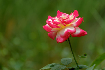 Pink rose blooming.