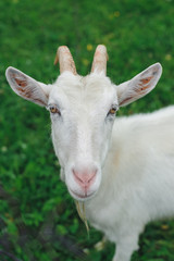 White goat on lawn looking in camera